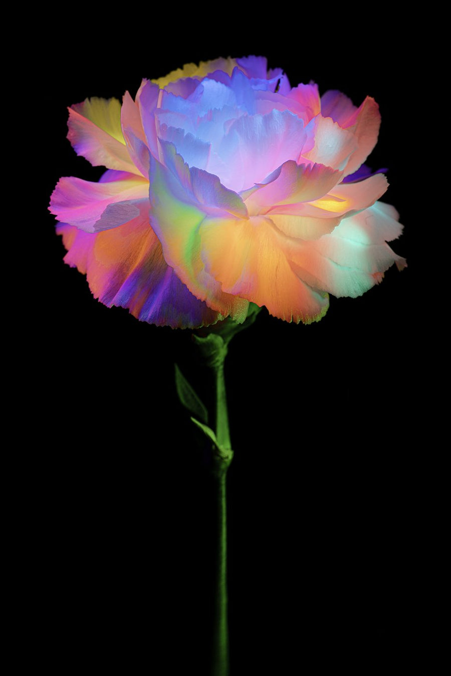 Light-painted carnation by Filipp Kabanyayev (@minimaleafs), lit with an RGB Critter BT