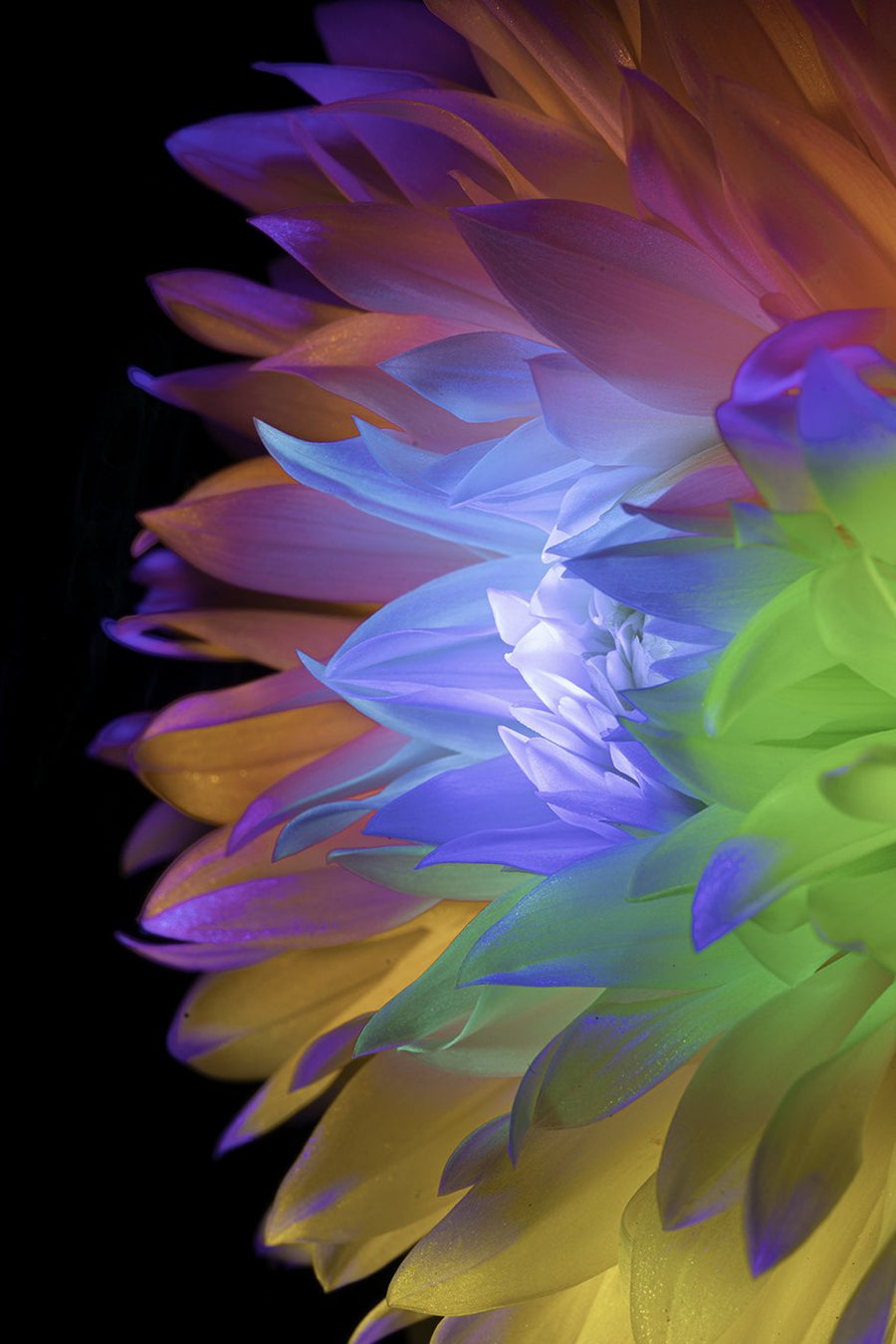 Light-painted dahlia petals by Filipp Kabanyayev (@minimaleafs), lit with an RGB Critter BT