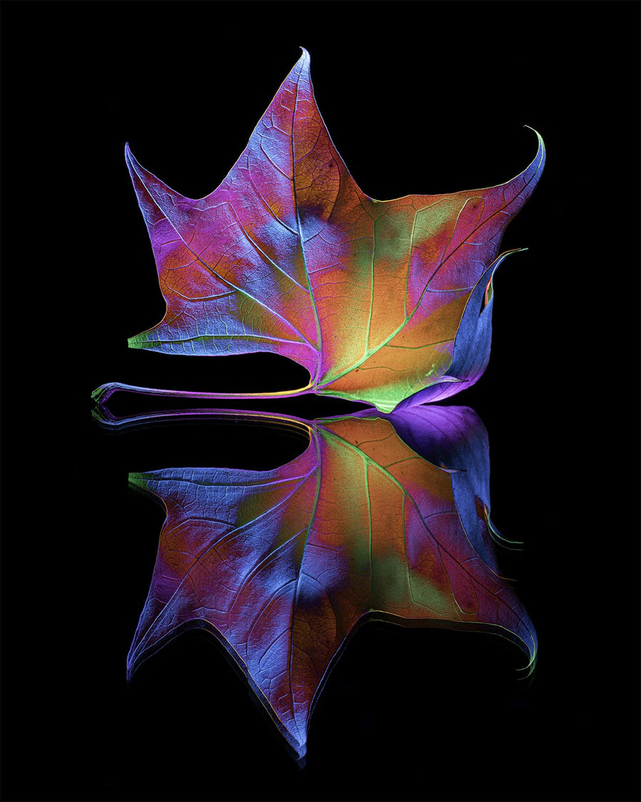 Light-painted maple leaf and its reflection by Filipp Kabanyayev (@minimaleafs), lit with an RGB Critter BT