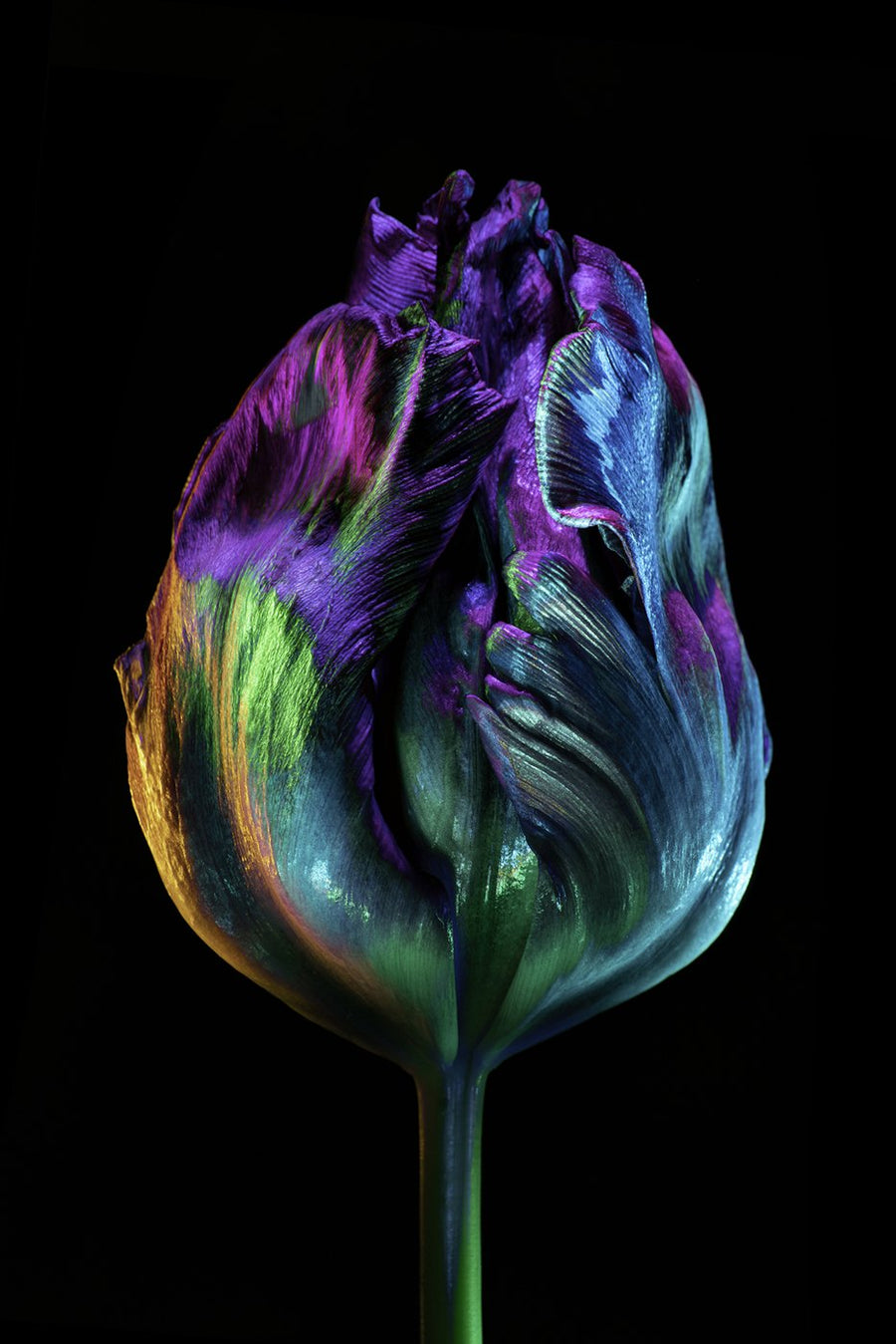 Light-painted tulip by Filipp Kabanyayev (@minimaleafs), lit with an RGB Critter BT